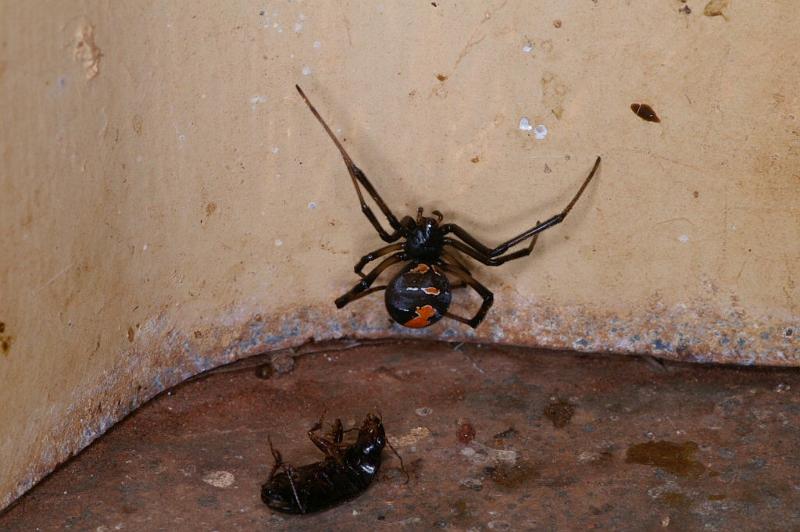 Latrodectus_hasselti_D3586_Z_88_Nyang Station_Australie.jpg